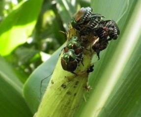They're Baaaack! Scouting Tips And Threshold For Japanese Beetles